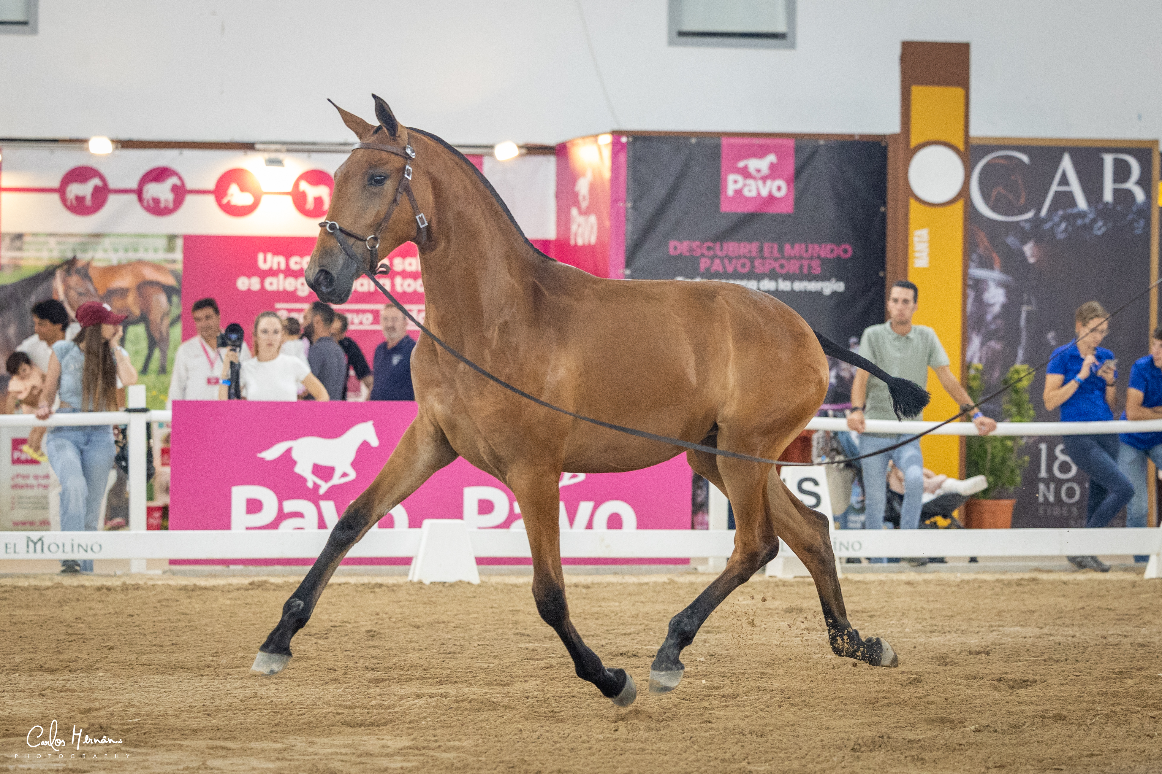 Uva JCL at Badajoz 2025